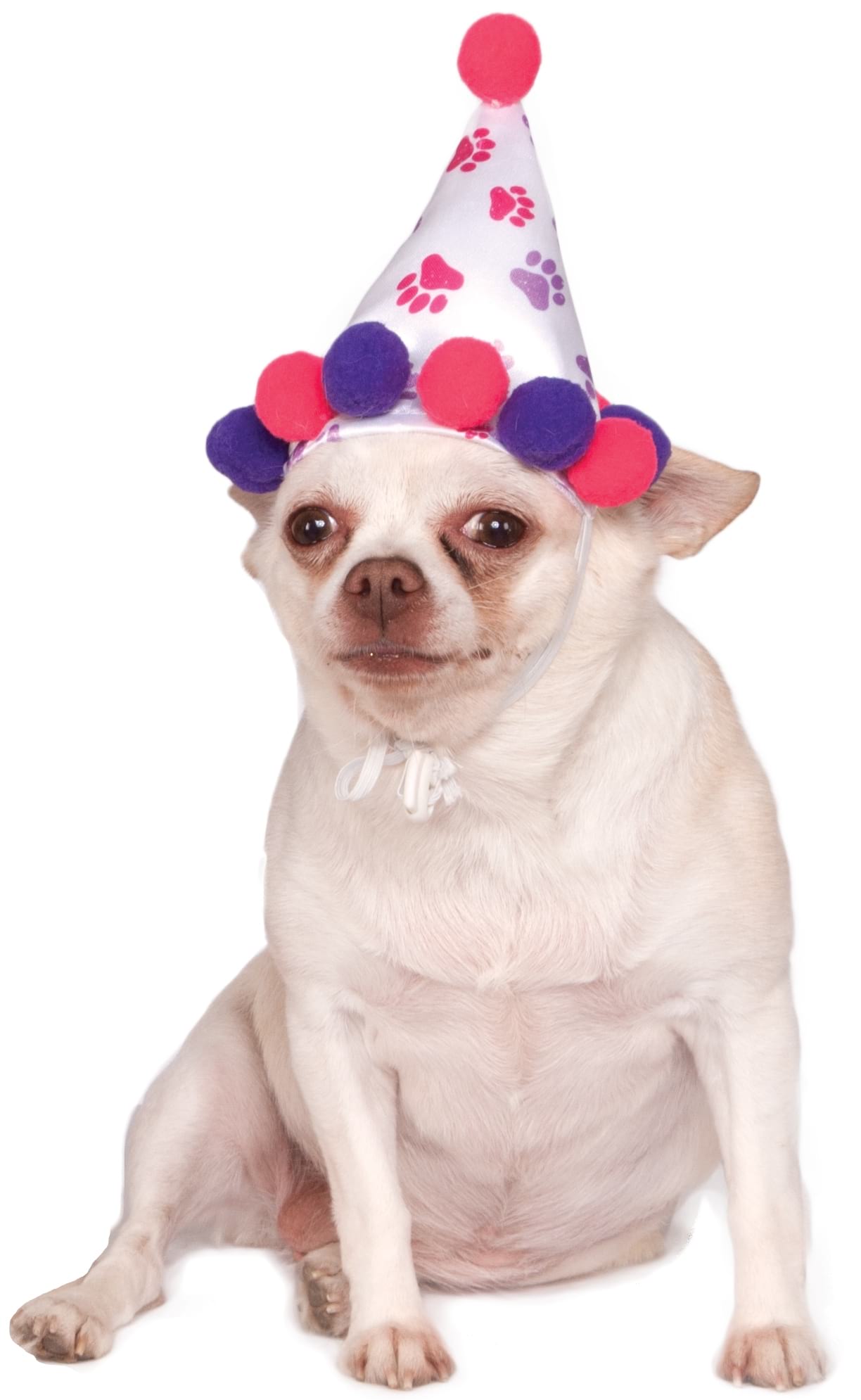 Paw Print Girl Pet Birthday Hat Accessory