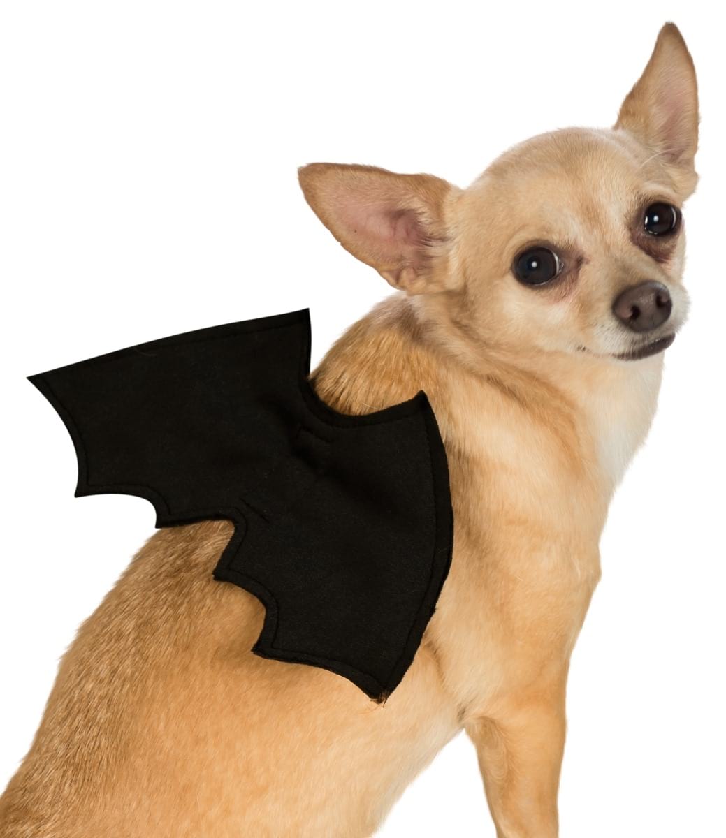 Bat Wings Pet Accessory